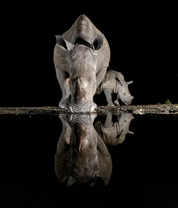 Framed Print : White rhino and calf reflecting in floodlit watering hole, Zimanga Private Game Reserve, Natal, South Africa Framed Print : White rhino and calf reflecting in floodlit watering hole, Zimanga Private Game Reserve, Natal, South Africa