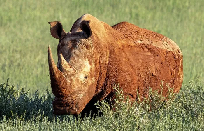 Framed Print : White rhino covered in mud, Bagatelle Kalahari Game Ranch, Mariental, Namibia Framed Print : White rhino covered in mud, Bagatelle Kalahari Game Ranch, Mariental, Namibia