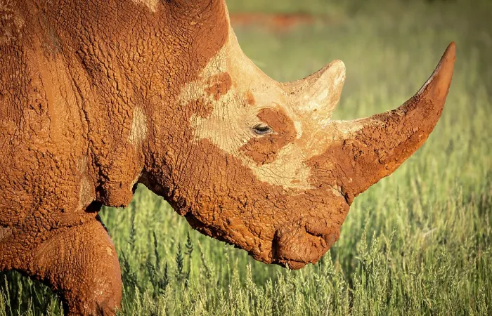 Framed Print : White rhino covered in mud, , Bagatelle Kalahari Game Ranch, Mariental, Namibia Framed Print : White rhino covered in mud, , Bagatelle Kalahari Game Ranch, Mariental, Namibia