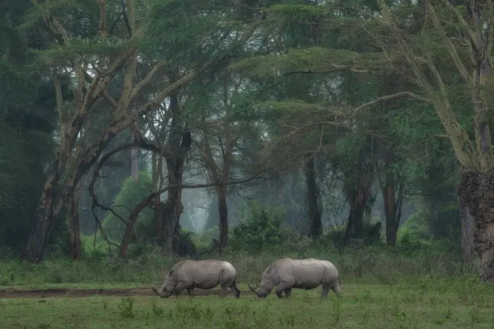 Framed Print : White rhino in Lake Nakuru National Park, Kenya Framed Print : White rhino in Lake Nakuru National Park, Kenya