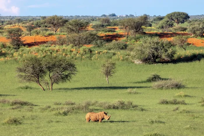 Framed Print : White rhino in the landscape, Bagatelle Kalahari Game Ranch, Mariental, Namibia Framed Print : White rhino in the landscape, Bagatelle Kalahari Game Ranch, Mariental, Namibia