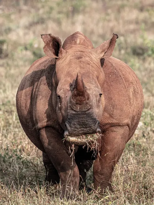 Framed Print : White Rhino, Zimanga Private Game Reserve, Natal, South Africa Framed Print : White Rhino, Zimanga Private Game Reserve, Natal, South Africa