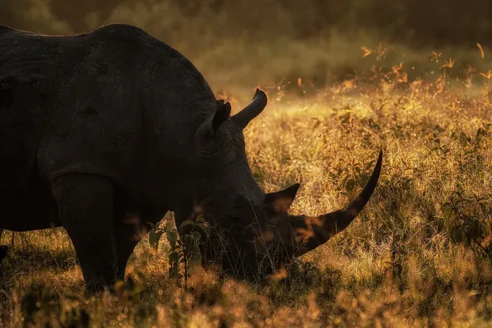 Framed Print : white rhinoceros, white rhino or square-lipped rhinoceros (Ceratotherium simum) in lake nakuru national park at sunrise Framed Print : white rhinoceros, white rhino or square-lipped rhinoceros (Ceratotherium simum) in lake nakuru national park at sunrise