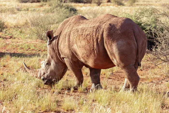 Framed Print : White rhinoceros, Bagatelle Kalahari Game Ranch, Namibia, Africa Framed Print : White rhinoceros, Bagatelle Kalahari Game Ranch, Namibia, Africa
