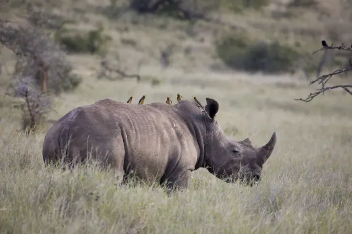 Framed Print : White rhinoceros, Lewa Wildlife Conservancy, Kenya Framed Print : White rhinoceros, Lewa Wildlife Conservancy, Kenya