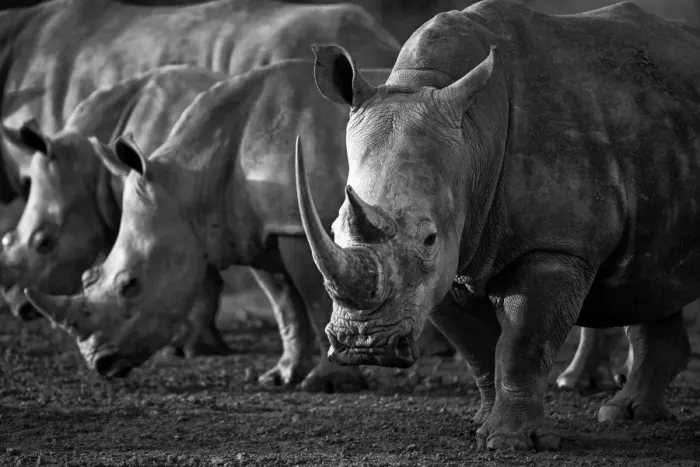 Framed Print : The White Rhinoceros or Square-lipped rhinoceros