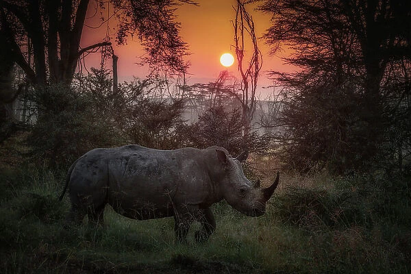 white rhinoceros, white rhino or square-lipped rhinoceros (Ceratotherium simum) in lake nakuru national park at sunrise
