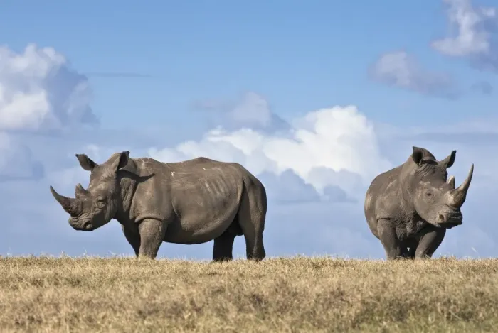 Framed Print : White rhinos in Solio Game Ranch Framed Print : White rhinos in Solio Game Ranch