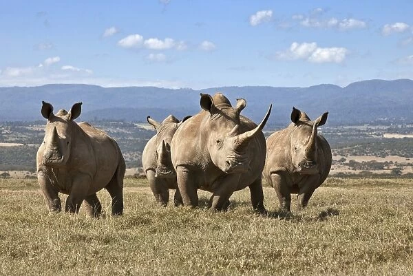 White rhinos in Solio Game Ranch with the Aberdare Mountains in the background