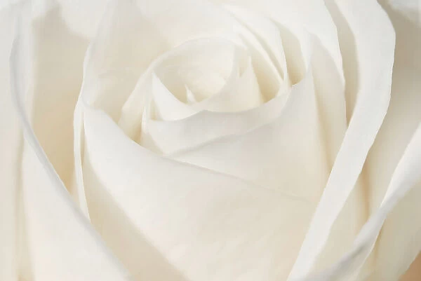 White rose. (Rosa sp). Horticulture variety). Winnipeg, Manitoba, Canada