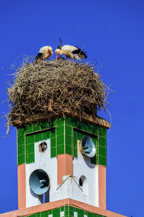 Framed Print : White stork (Ciconia ciconia) tending stick nest on a mosque minaret, Ait Ben Haddou, Ouarzazat, Morocco