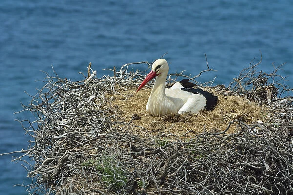 A white storks nest. The Parque Natural do Sudoeste Alentejano e Costa Vicentina
