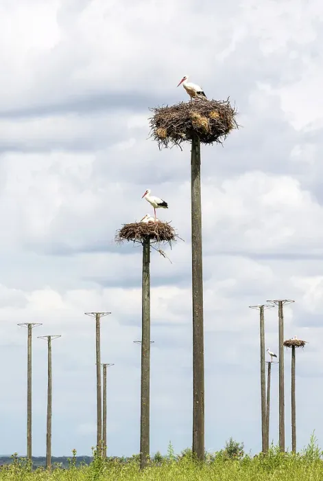 Framed Print : White storks nesting on wooden poles, Extremadura, Caceres, Spain Framed Print : White storks nesting on wooden poles, Extremadura, Caceres, Spain