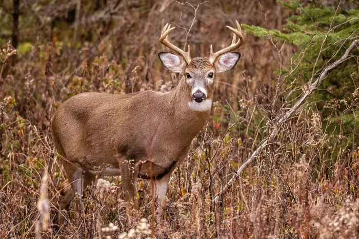 Framed Print : White-tailed deer (Odocoileus virginianus). Buck in autumn rut, Greater Sudbury, Ontario, Canada