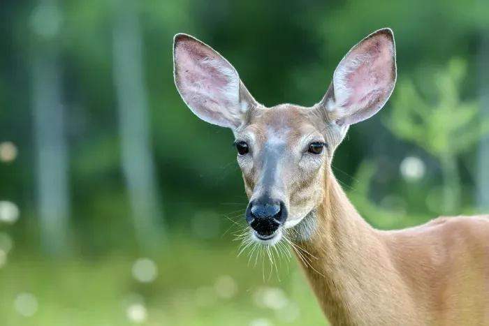 Framed Print : White-tailed Deer (Odocoileus virginianus) doe, Muskoka, Ontario, Canada Framed Print : White-tailed Deer (Odocoileus virginianus) doe, Muskoka, Ontario, Canada