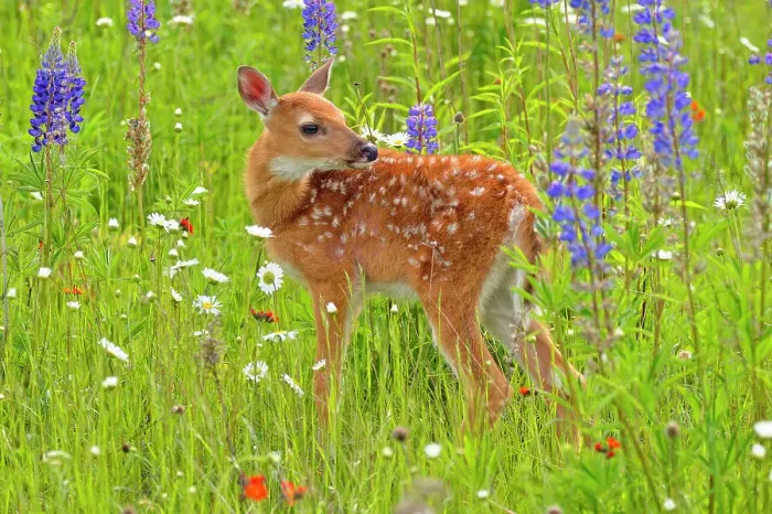 Framed Print : White-tailed deer (Odocoileus virginianus) Fawn, captive raised, Minnesota wildlife Connection, Sandstone, Minnesota, USA Framed Print : White-tailed deer (Odocoileus virginianus) Fawn, captive raised, Minnesota wildlife Connection, Sandstone, Minnesota, USA