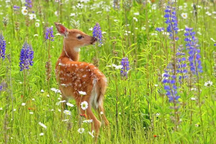 Framed Print : White-tailed deer (Odocoileus virginianus) Fawn, captive raised, Minnesota wildlife Connection, Sandstone, Minnesota, USA Framed Print : White-tailed deer (Odocoileus virginianus) Fawn, captive raised, Minnesota wildlife Connection, Sandstone, Minnesota, USA