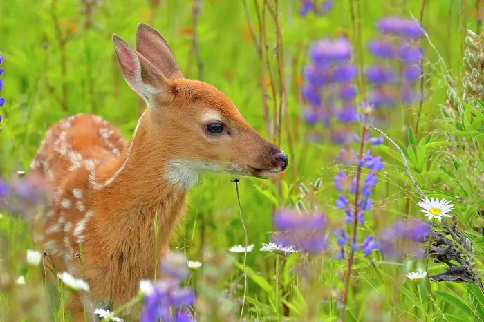 Framed Print : White-tailed deer (Odocoileus virginianus) Fawn, captive raised, Minnesota wildlife Connection, Sandstone, Minnesota, USA Framed Print : White-tailed deer (Odocoileus virginianus) Fawn, captive raised, Minnesota wildlife Connection, Sandstone, Minnesota, USA