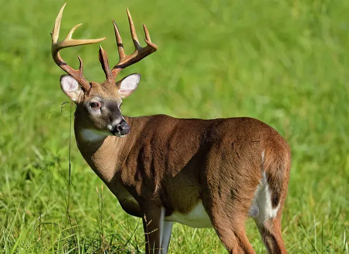 Framed Print : white-tailed deer (Odocoileus virginianus) Male / buck / stag in Cades Cove with autumn antlers, Great Smoky Mountains NP, Tennessee, USA Framed Print : white-tailed deer (Odocoileus virginianus) Male / buck / stag in Cades Cove with autumn antlers, Great Smoky Mountains NP, Tennessee, USA