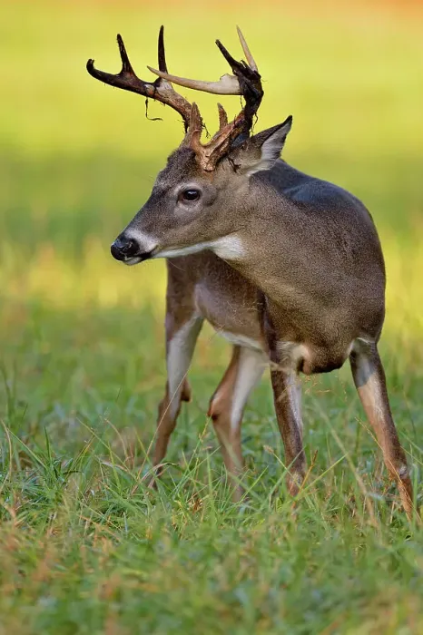 Framed Print : white-tailed deer (Odocoileus virginianus) Male / buck / stag in Cades Cove with autumn antlers, Great Smoky Mountains NP, Tennessee, USA Framed Print : white-tailed deer (Odocoileus virginianus) Male / buck / stag in Cades Cove with autumn antlers, Great Smoky Mountains NP, Tennessee, USA