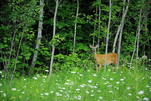 White-tailed deer (Odocoileus virginianus) St. Bruno, Quebec, Canada