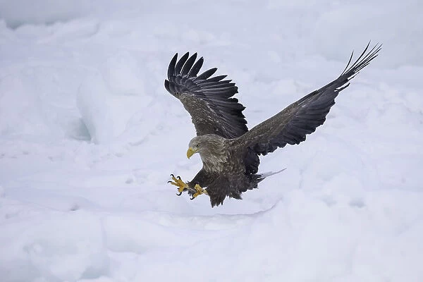White-tailed Eagle (Haliaeetus albicilla) in flight over sea ice, Nemuro Strait, Hokkaido