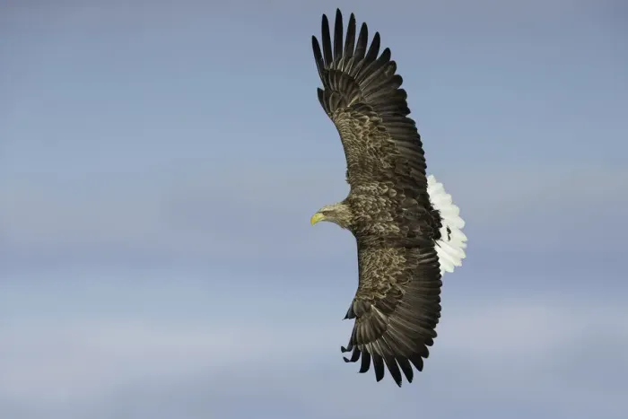 Framed Print : White-tailed Eagle (Haliaeetus albicilla) in flight, Hokkaido, Japan Framed Print : White-tailed Eagle (Haliaeetus albicilla) in flight, Hokkaido, Japan