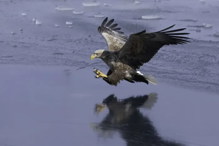 Framed Print : White-tailed Eagle (Haliaeetus albicilla) in flight over sea ice, Nemuro Strait, Hokkaido Framed Print : White-tailed Eagle (Haliaeetus albicilla) in flight over sea ice, Nemuro Strait, Hokkaido