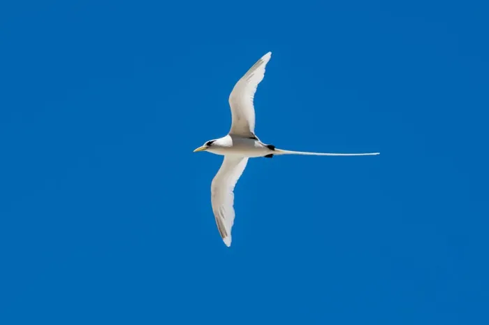 Framed Print : White-tailed tropicbird (Phaethon lepturus), Fregate Island, Seychelles