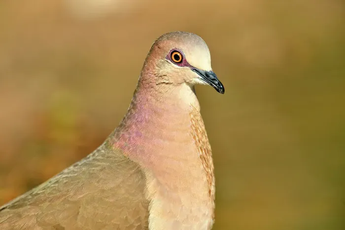 Framed Print : White-tipped Dove (Leptotila verreauxi), Rio Grande City, Texas, USA