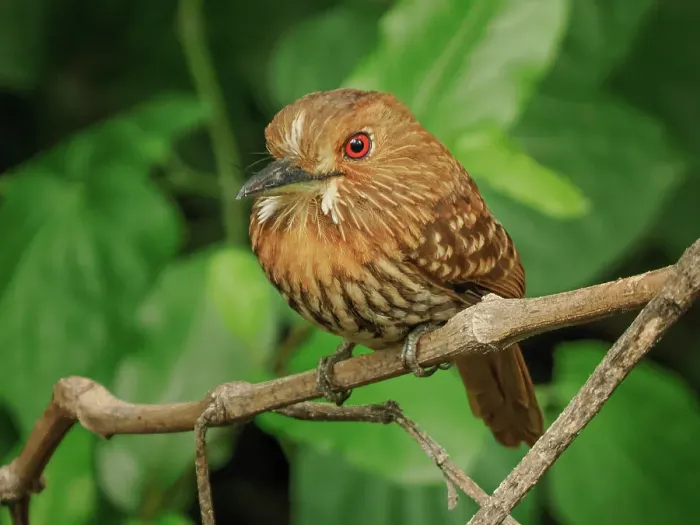 Framed Print : White-whiskered Puffbird (Malacoptila panamensis), Orotino, Alajuela, Costa Rica Framed Print : White-whiskered Puffbird (Malacoptila panamensis), Orotino, Alajuela, Costa Rica