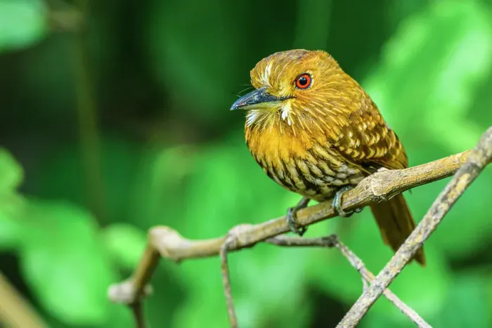 Framed Print : White-whiskered Puffbird (Malacoptila panamensis), Orotina, Alajuela, Costa Rica Framed Print : White-whiskered Puffbird (Malacoptila panamensis), Orotina, Alajuela, Costa Rica