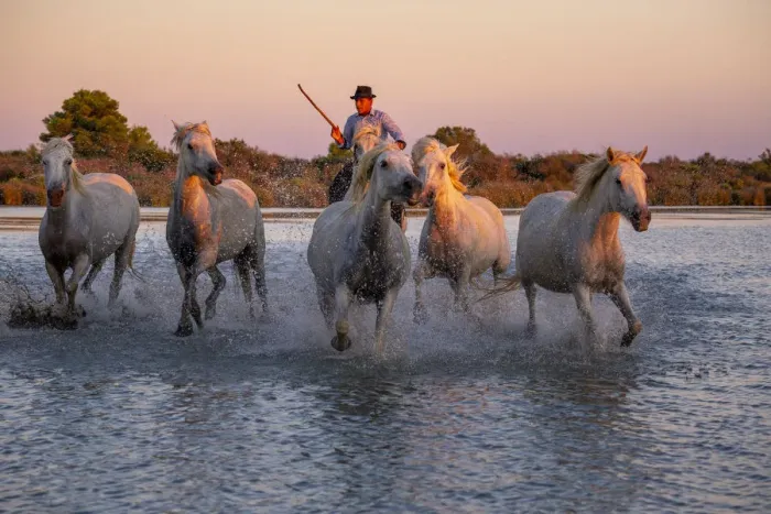 Framed Print : White Wild Horses of Camargue running on water, Aigues Mortes, Southern France
