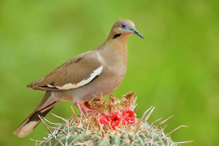 Framed Print : White-winged Dove (Zenaida asiatica), Rio Grande City, Texas, USA Framed Print : White-winged Dove (Zenaida asiatica), Rio Grande City, Texas, USA