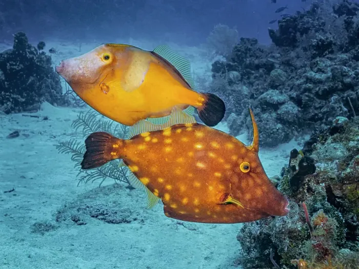 Framed Print : Whitespotted Filefish (Cantherhines macrocerus), Grand Cayman, Cayman Islands, British West Indies Framed Print : Whitespotted Filefish (Cantherhines macrocerus), Grand Cayman, Cayman Islands, British West Indies