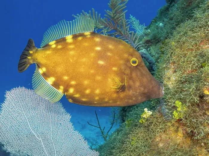 Framed Print : Whitespotted Filefish (Cantherhines macrocerus), Grand Cayman, Cayman Islands, British West Indies Framed Print : Whitespotted Filefish (Cantherhines macrocerus), Grand Cayman, Cayman Islands, British West Indies