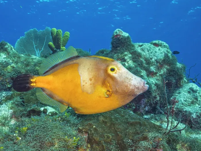 Framed Print : Whitespotted Filefish (Cantherhines macrocerus), Grand Cayman, Cayman Islands, British West Indies Framed Print : Whitespotted Filefish (Cantherhines macrocerus), Grand Cayman, Cayman Islands, British West Indies