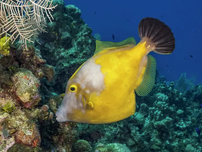 Framed Print : Whitespotted Filefish (Cantherhines macrocerus), Grand Cayman, Cayman Islands, British West Indies Framed Print : Whitespotted Filefish (Cantherhines macrocerus), Grand Cayman, Cayman Islands, British West Indies