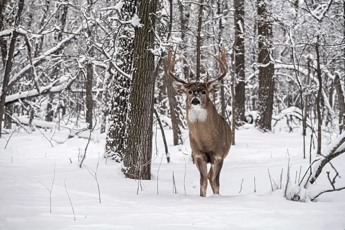 Framed Print : Whitetail deer (Odocoileus virginianus) buck in winter. Seine River Forest. Bois des Esprits. Winnipeg Manitoba, Canada Framed Print : Whitetail deer (Odocoileus virginianus) buck in winter. Seine River Forest. Bois des Esprits. Winnipeg Manitoba, Canada