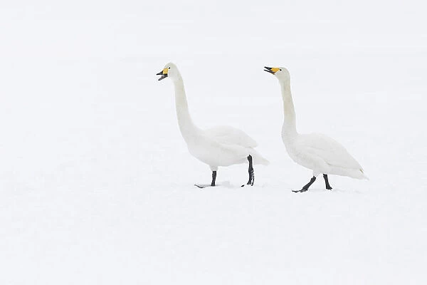 Whooper Swan (Cygnus cygnus), adult pair vocalising, Hokkaido, Japan