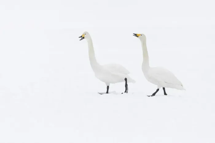 Framed Print : Whooper Swan (Cygnus cygnus), adult pair vocalising, Hokkaido, Japan