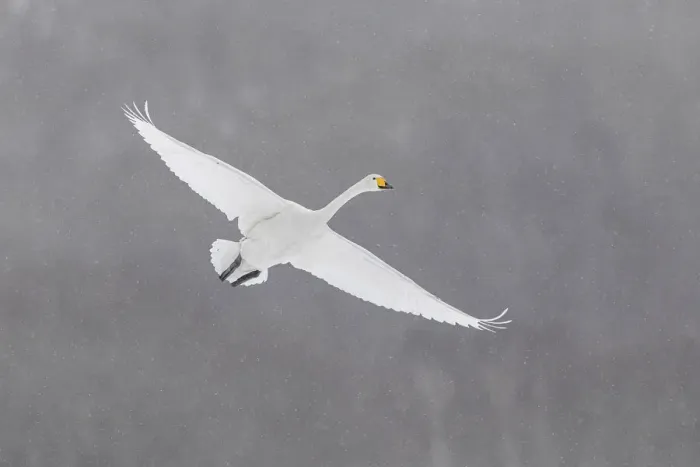 Framed Print : Whooper Swan (Cygnus cygnus) in flight, Hokkaido, Japan