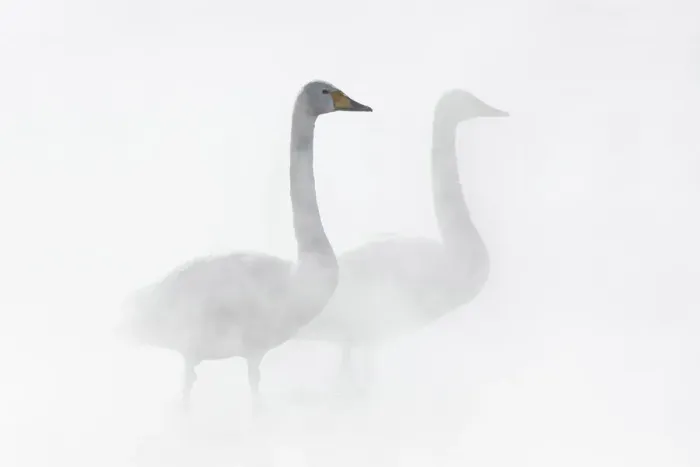 Framed Print : Whooper Swan (Cygnus cygnus), pair in geothermally heated pool, Lake Kussharo, Hokkaido Framed Print : Whooper Swan (Cygnus cygnus), pair in geothermally heated pool, Lake Kussharo, Hokkaido
