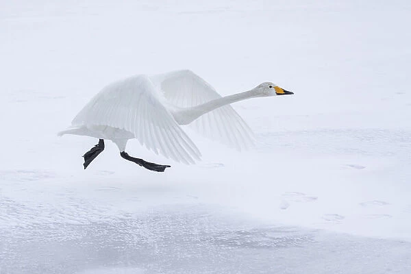 Whooper Swan (Cygnus cygnus), taking on from frozen Lake Kussharo, Hokkaido, Japan