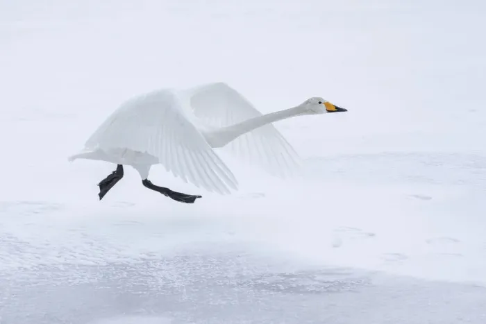 Framed Print : Whooper Swan (Cygnus cygnus), taking on from frozen Lake Kussharo, Hokkaido, Japan Framed Print : Whooper Swan (Cygnus cygnus), taking on from frozen Lake Kussharo, Hokkaido, Japan