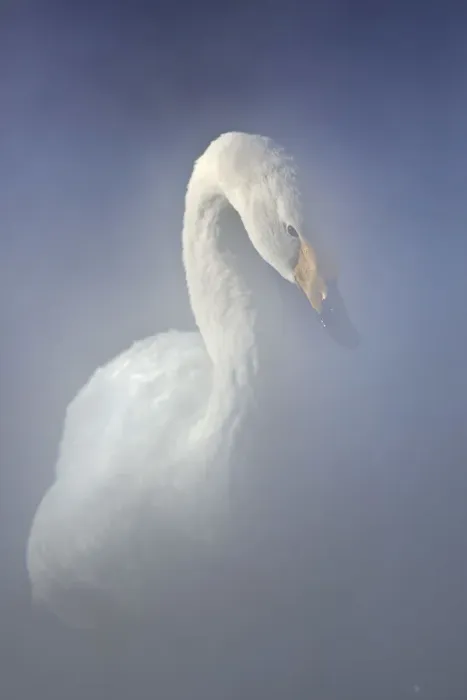 Framed Print : A whooper swan emerges from the steam of the hot springs in Lake Kussharo shores Framed Print : A whooper swan emerges from the steam of the hot springs in Lake Kussharo shores