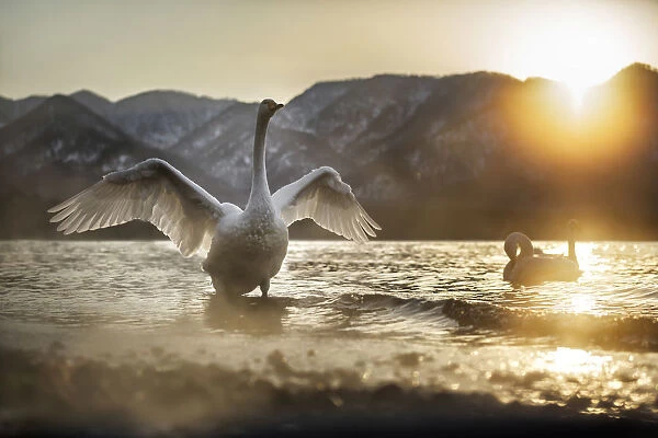 Whooper swan in Lake Kussharo, Hokkaido, Japan