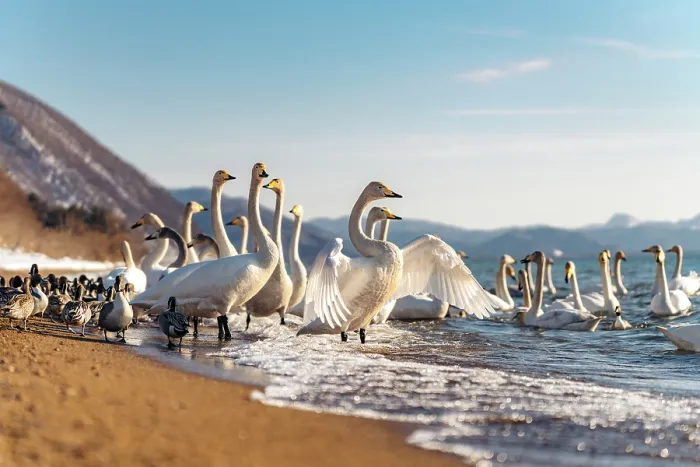Framed Print : Whooper swans and ducks gather on the shore of Lake Inawashiro, Aizu, Japan Framed Print : Whooper swans and ducks gather on the shore of Lake Inawashiro, Aizu, Japan