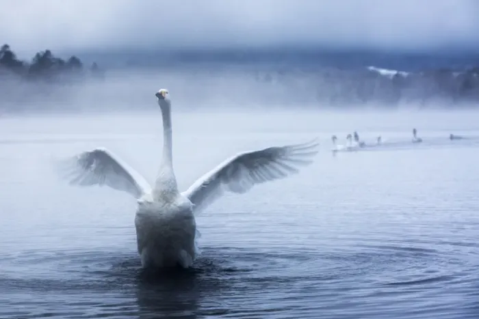 Framed Print : Whooper swans in Lake Kussharo, Hokkaido, Japan