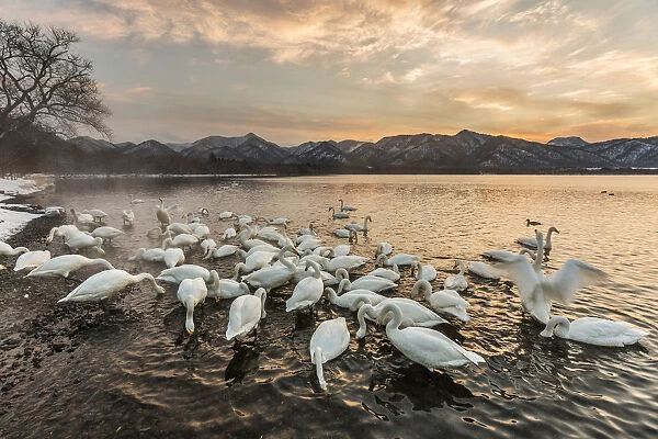 Whooper swans in Lake Kussharo, Hokkaido, Japan